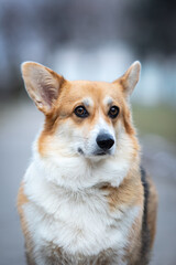 expressive muzzle dog listens to command