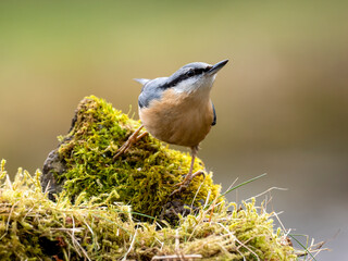 Kleiber (Sitta europaea)