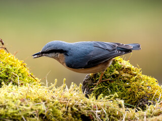 Kleiber (Sitta europaea)
