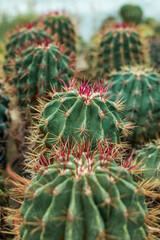 Fototapeta premium The cacti are standing in a row. They are large, round, with red spines. A close up of a cactus