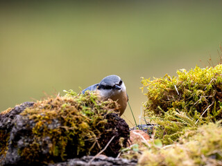 Kleiber (Sitta europaea)
