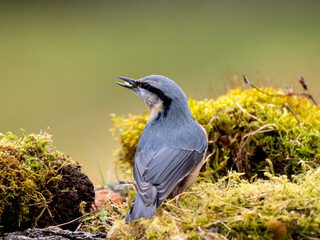 Kleiber (Sitta europaea)
