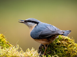Kleiber (Sitta europaea)
