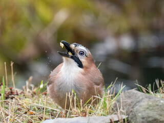 Eichelhäher (Garrulus glandarius)