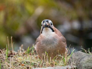 Eichelhäher (Garrulus glandarius)