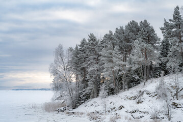 Snow-covered forest on a frosty winter day..