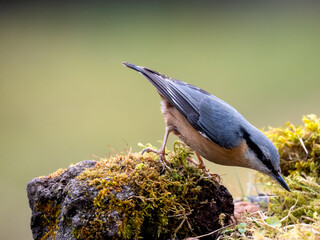 Kleiber (Sitta europaea)