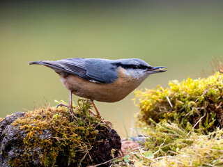 Kleiber (Sitta europaea)