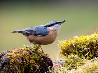 Kleiber (Sitta europaea)
