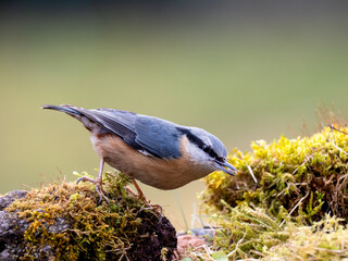 Kleiber (Sitta europaea)