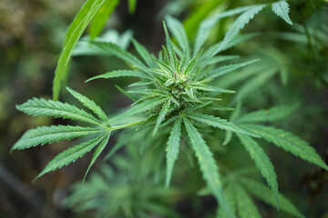 Ripe cannabis plant hemp. Blooming marijuana flower and leafs growing in homemade garden.