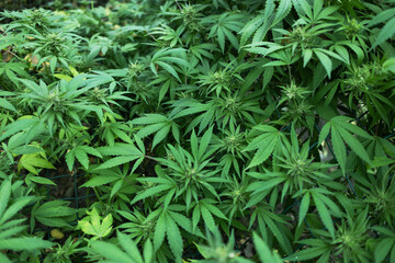 Ripe cannabis plant hemp. Blooming marijuana flower and leafs growing in homemade garden.