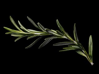 Fototapeta premium Fresh Rosemary Sprig Macro Shot, Herb with Aromatic Leaves, Culinary Plant
