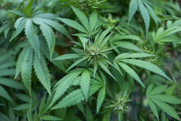 Legal Green Marijuana Cannabis Leaves Growing At Farm In Summer Day, Beautiful Cannabis Background.