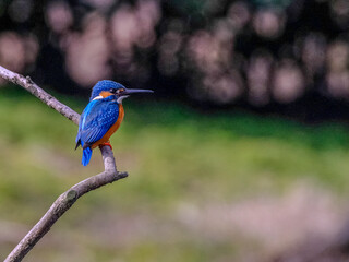 kingfisher