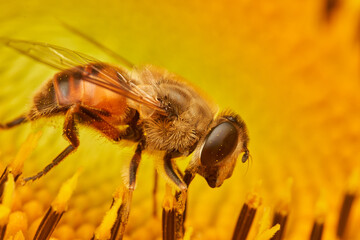 Hoverfly in Detail on Golden Sunflower