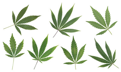 Beautiful green cannabis leaves or hemp leaf in an order or set of marijuana leaf isolated on white background.
