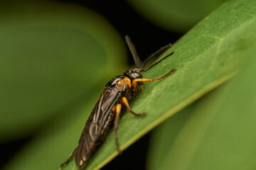 Tree Fly in Detail on Vibrant Green Leaf