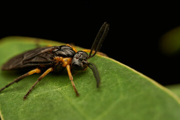 Black and Yellow Tree Fly Resting on Green Leaf