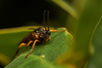 Black and Yellow Tree Fly Resting on Green Leaf