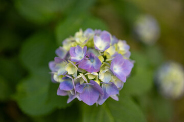 A close-up image shows a cluster of hydrangea flowers with purple and light yellow petals. The green leaves create a blurred background, emphasizing the vibrant colors of the blooms.