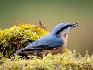 Kleiber (Sitta europaea)