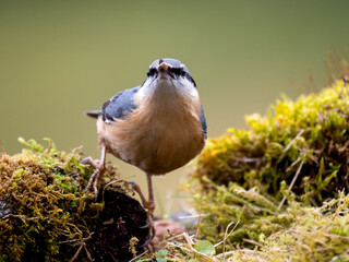 Kleiber (Sitta europaea)