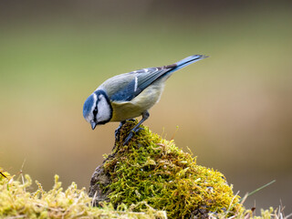  Blaumeise&nbsp;(Cyanistes caeruleu)