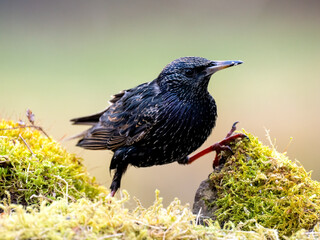 Star (Sturnus vulgaris)