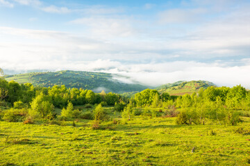 alpine green meadows of carpathian landscape in springtime. mountainous countryside of ukraine with rolling hills and deep valley in fog. warm sunny morning weather with clouds on the blue sky