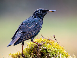Star (Sturnus vulgaris)