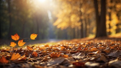 autumn leaves in the forest
