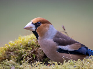 Kernbeißer (Coccothraustes coccothraustes)