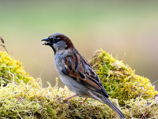 Haussperling (Passer domesticus)