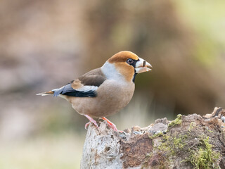 Kernbeißer (Coccothraustes coccothraustes)