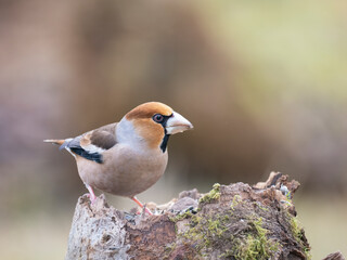 Kernbeißer (Coccothraustes coccothraustes)