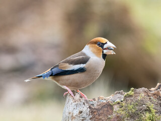 Kernbeißer (Coccothraustes coccothraustes)