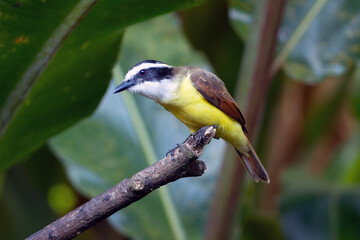Great kiskadee (Pitangus sulphuratus), called bem-te-vi in ​​Brazil, pitogue in Paraguay, benteveo or bichofeo in Argentina and Uruguay sitting on a branch with a green background.