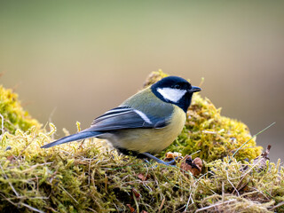 Kohlmeise (Parus major)