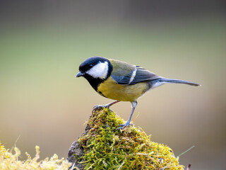 Kohlmeise (Parus major)