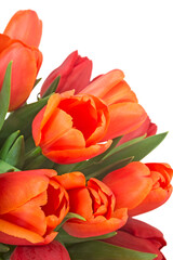 Bouquet of red tulips. Spring fresh flowers, mockup for mothers day, valentine or wedding greeting card 
