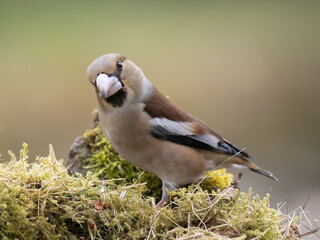 Kernbeißer (Coccothraustes coccothraustes)