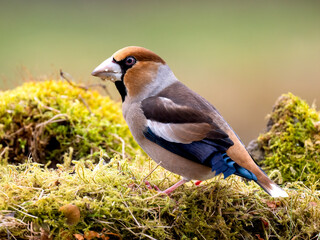 Kernbeißer (Coccothraustes coccothraustes)