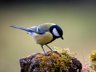Kohlmeise (Parus major)