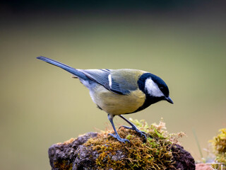 Kohlmeise (Parus major)