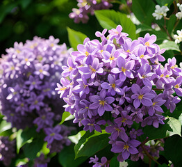 Lilac flowers set on white isolated background, watercolor botanical painting, floral elements. Violet flower.Close-up of lavender flowers, Soft focus on black banner background