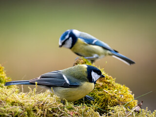 Fototapeta premium Kohlmeise (Parus major) Blaumeise&nbsp;(Cyanistes caeruleu)