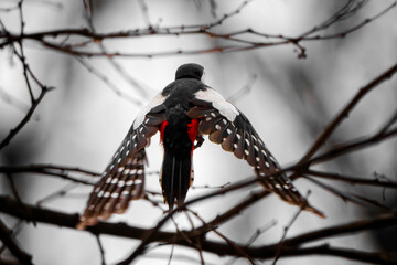 Adult female great spotted woodpecker (Dendrocopos major) in flight through the branches of a tree.