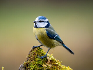  Blaumeise (Cyanistes caeruleu)