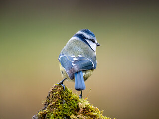  Blaumeise (Cyanistes caeruleu)